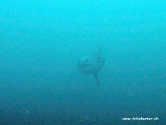 Mola mola (Mondfisch)